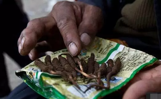 “明眸格?；ā辈氐毓P記丨天價蟲草背后的心酸