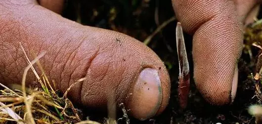 “明眸格?；ā辈氐毓P記丨天價蟲草背后的心酸